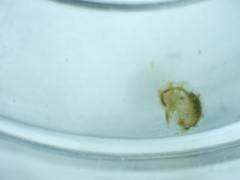 Simocephalus