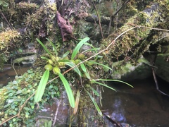 Bulbophyllum