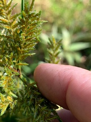 Cyperus exaltatus