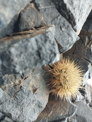 Eriosyce villosa