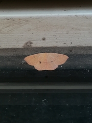 Cyclophora puppillaria