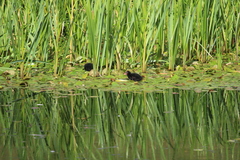 Gallinula chloropus chloropus
