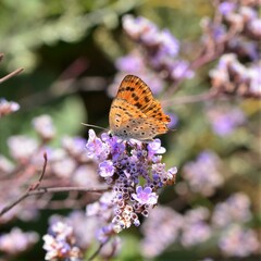 Lycaena thersamon