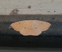 Cyclophora puppillaria