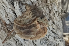 Inocutis tamaricis
