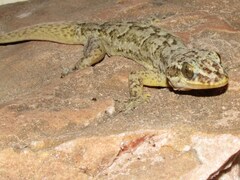 Phyllopezus diamantino