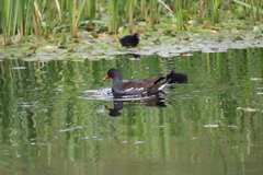 Gallinula chloropus chloropus