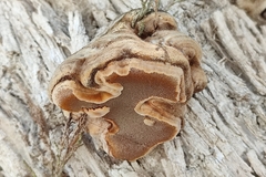 Inocutis tamaricis