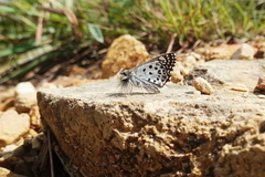 Caprona alida