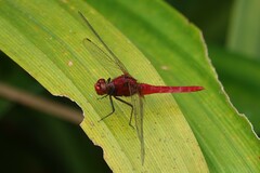 Rhodothemis rufa