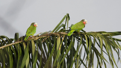 Amazona leucocephala