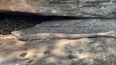 Matobosaurus validus