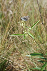 Caprona alida