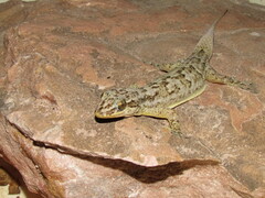 Phyllopezus diamantino