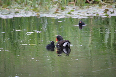 Gallinula chloropus chloropus