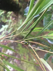 Cheilomenes sulphurea