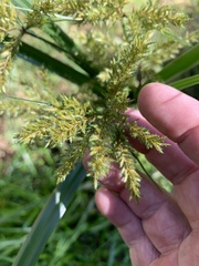 Cyperus exaltatus