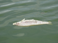Prochilodus lineatus