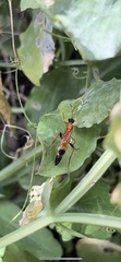 Ctenochares bicolorus
