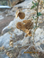 Medicago arborea