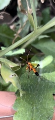 Ctenochares bicolorus