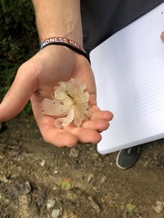 Tremella fuciformis