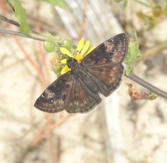 Erynnis zarucco