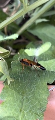 Ctenochares bicolorus