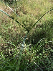 Cyperus exaltatus