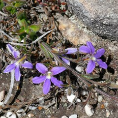 Scaevola ramosissima