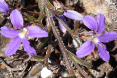 Scaevola ramosissima
