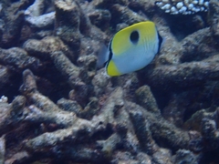 Chaetodon unimaculatus