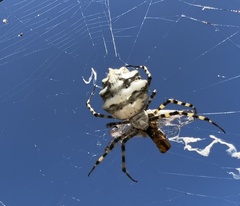 Argiope lobata