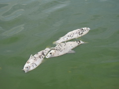 Prochilodus lineatus