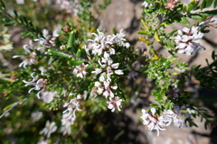 Grevillea sphacelata