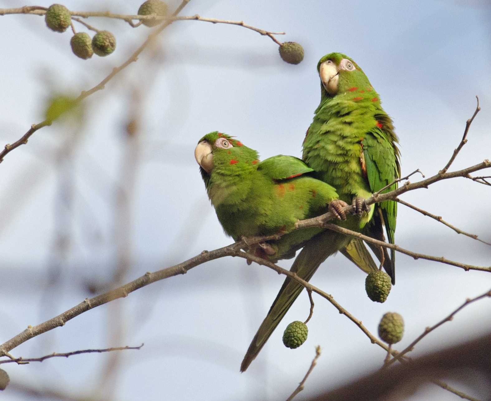 Cuban parakeet best sale