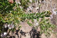 Grevillea sphacelata