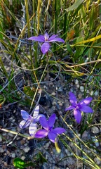 Glossodia minor