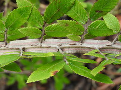 Ulmus alata