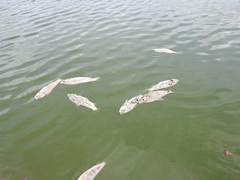 Prochilodus lineatus