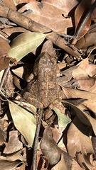 Sclerophrys pusilla