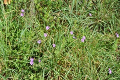 Geranium pyrenaicum