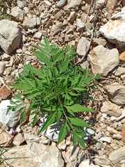 Bidens subalternans