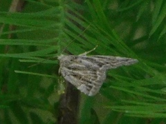 Cutina albopunctella