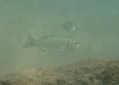 Dicentrarchus labrax