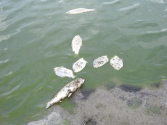 Pygocentrus nattereri