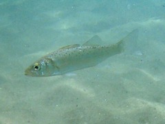 Dicentrarchus labrax