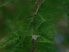 Cutina albopunctella
