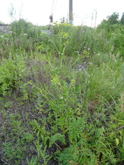 Pastinaca sativa sylvestris