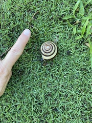 Caracolus marginella